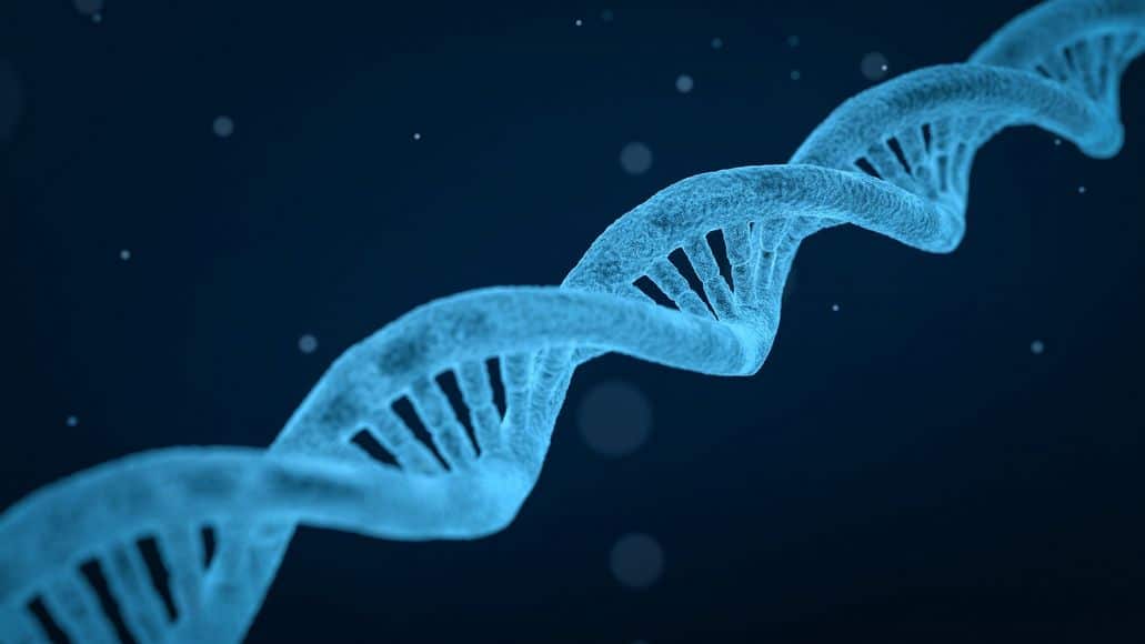 DNA strand determines genetics