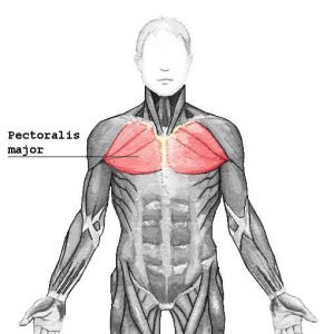 Pectoralis chest muscle 